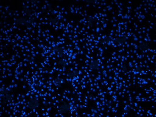 ../_images/nb_Cells_8_0.png