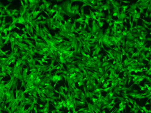 ../_images/nb_Cells_9_0.png